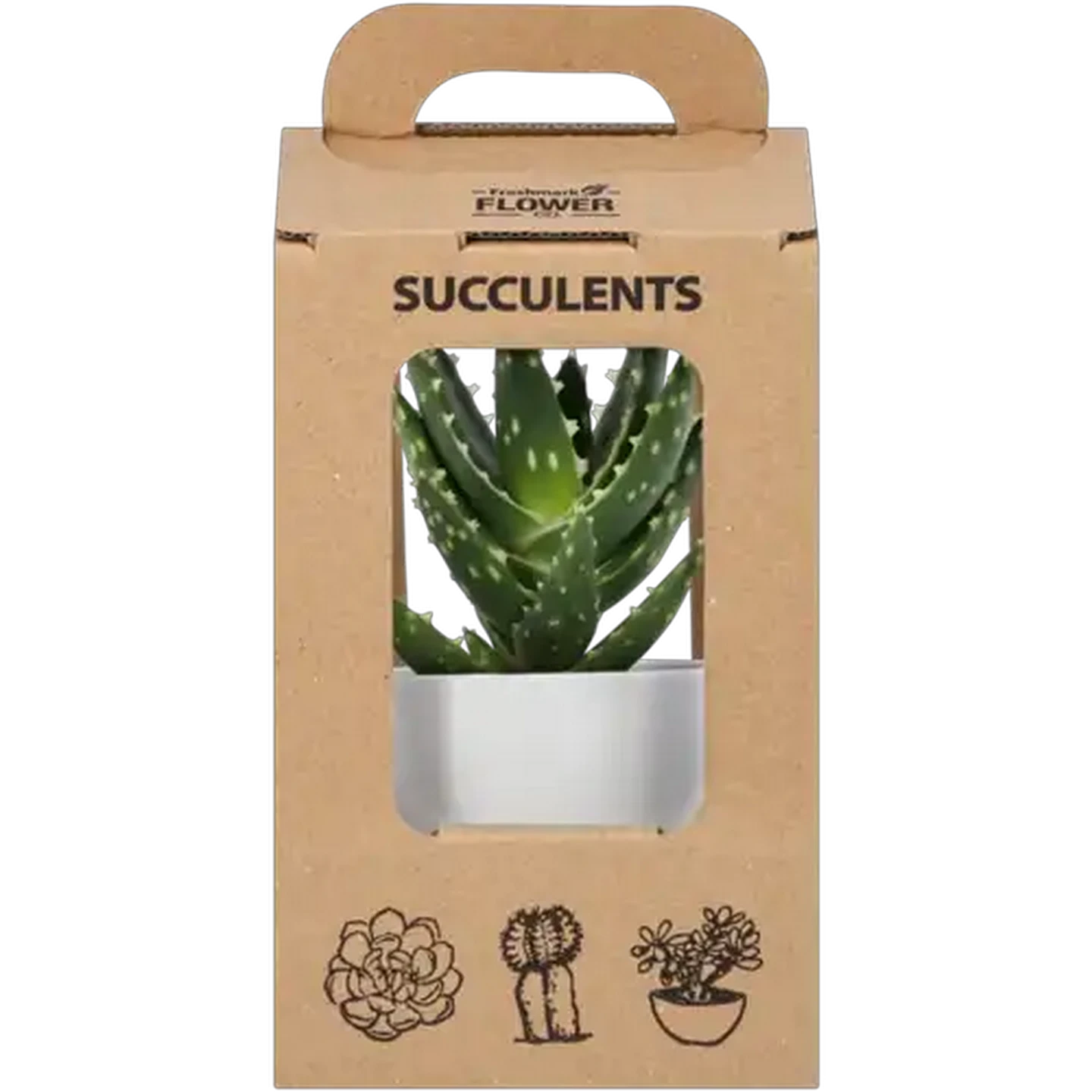 Image of Succulent Pot Plant (Colour & Pot May Vary)