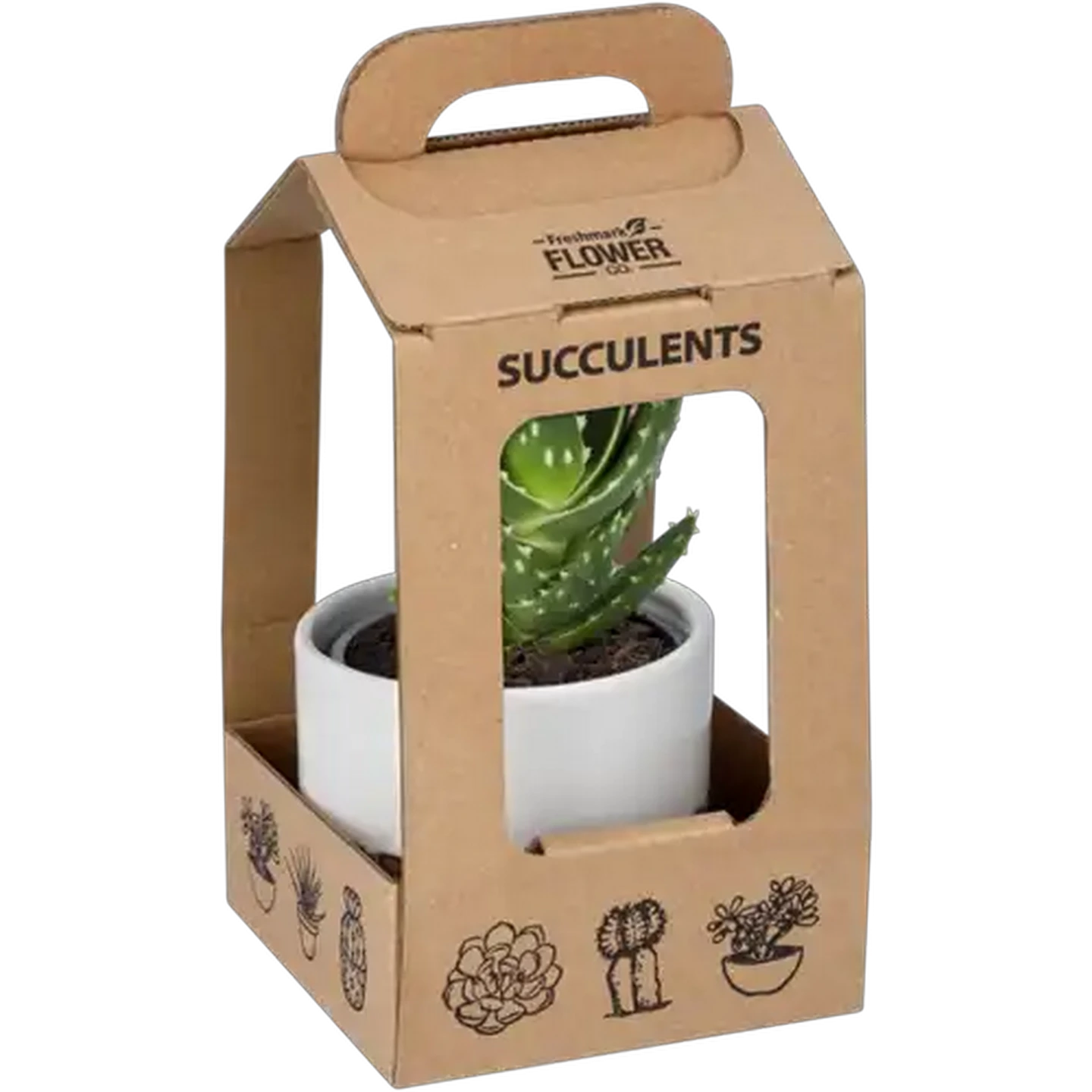 Image of Succulent Pot Plant (Colour & Pot May Vary)