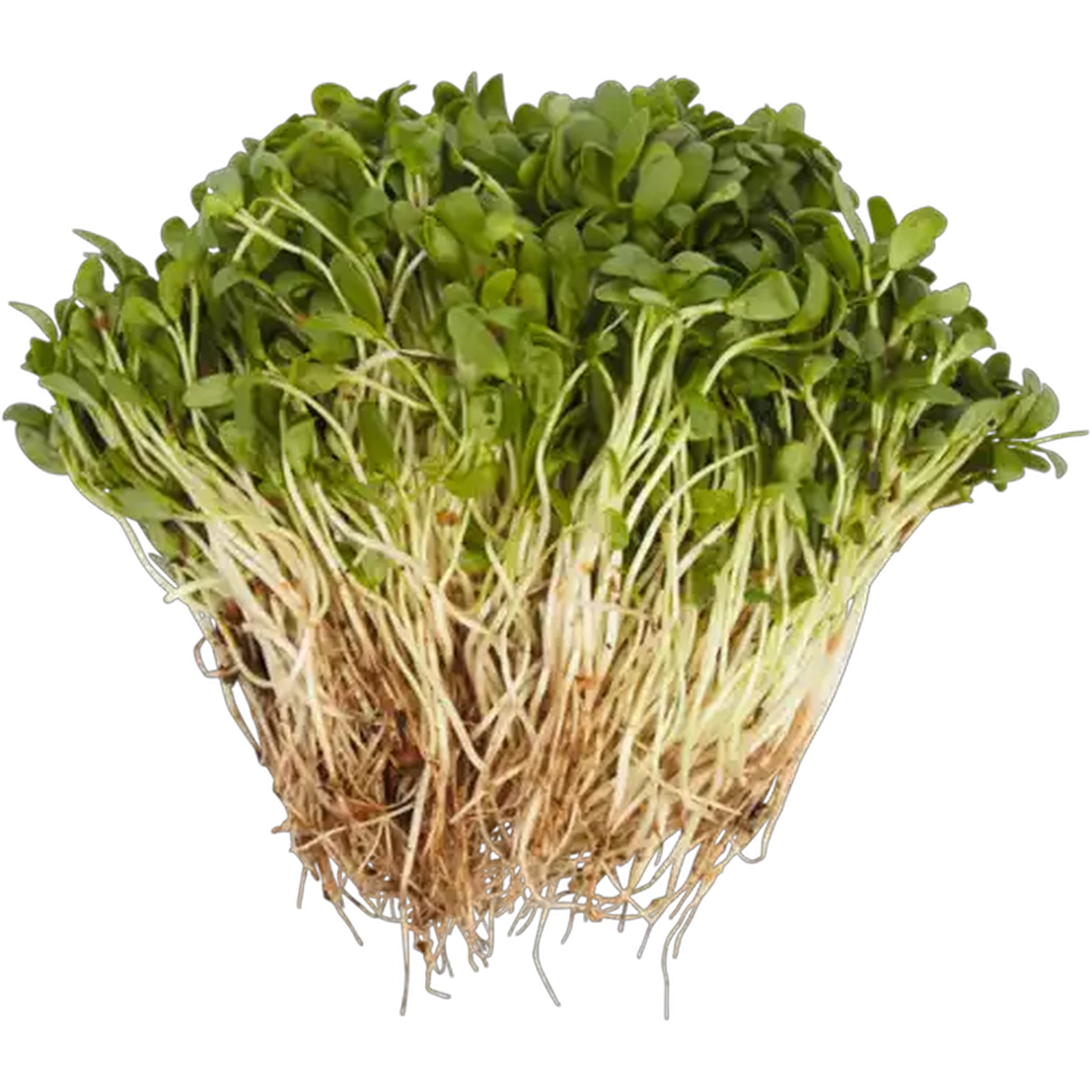 Image of Methi Bunch