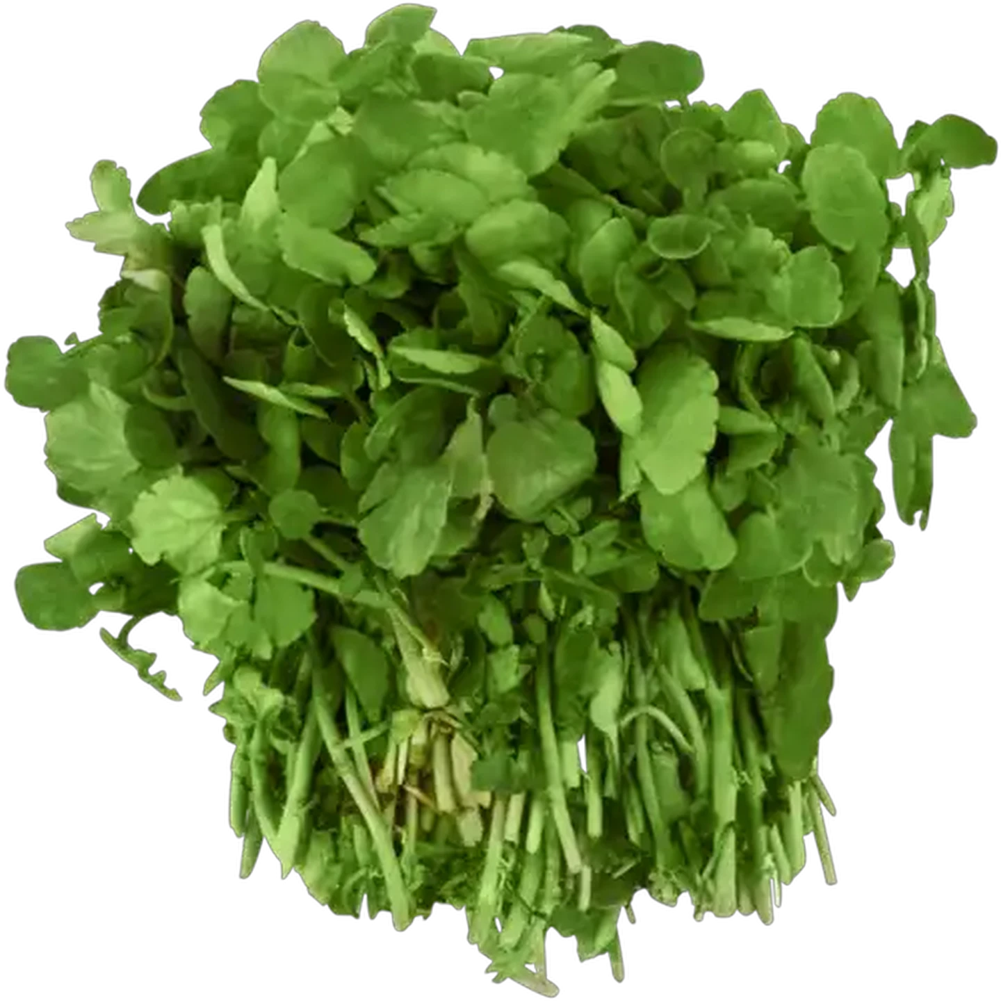 Image of Watercress Bunch
