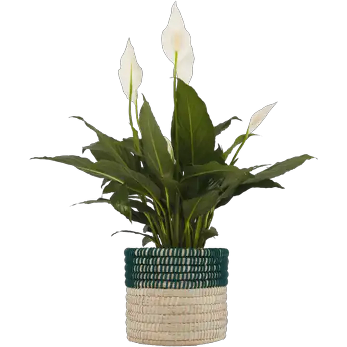 Image of Peace Lily Spathiphyllum Festive Pot Plant