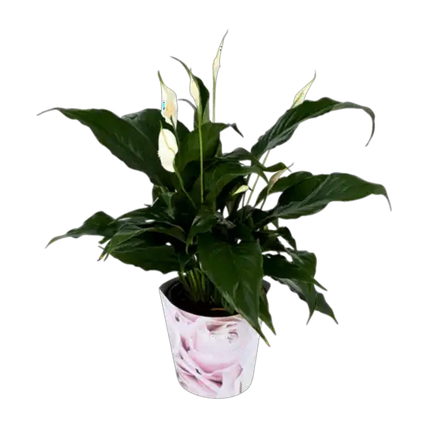 Image of Peace Lily Spathiphyllum Festive Pot Plant