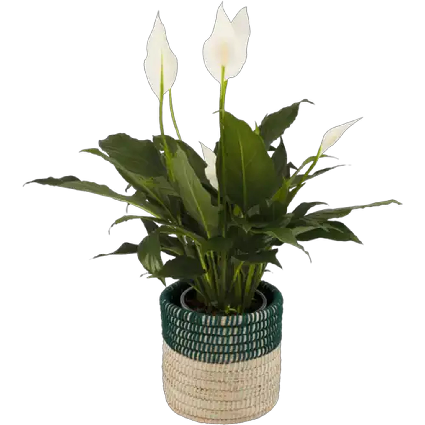 Image of Peace Lily Spathiphyllum Festive Pot Plant