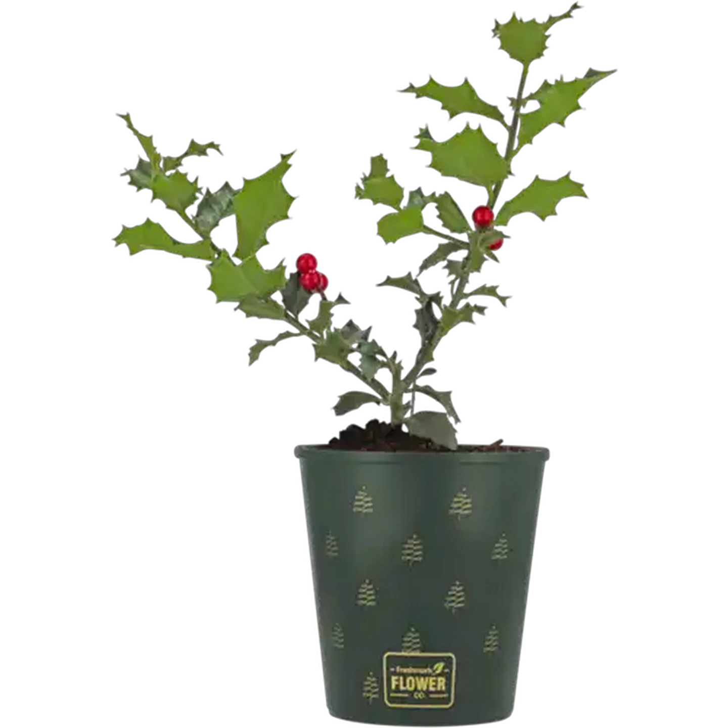 Image of Holly Pot Plant 14cm