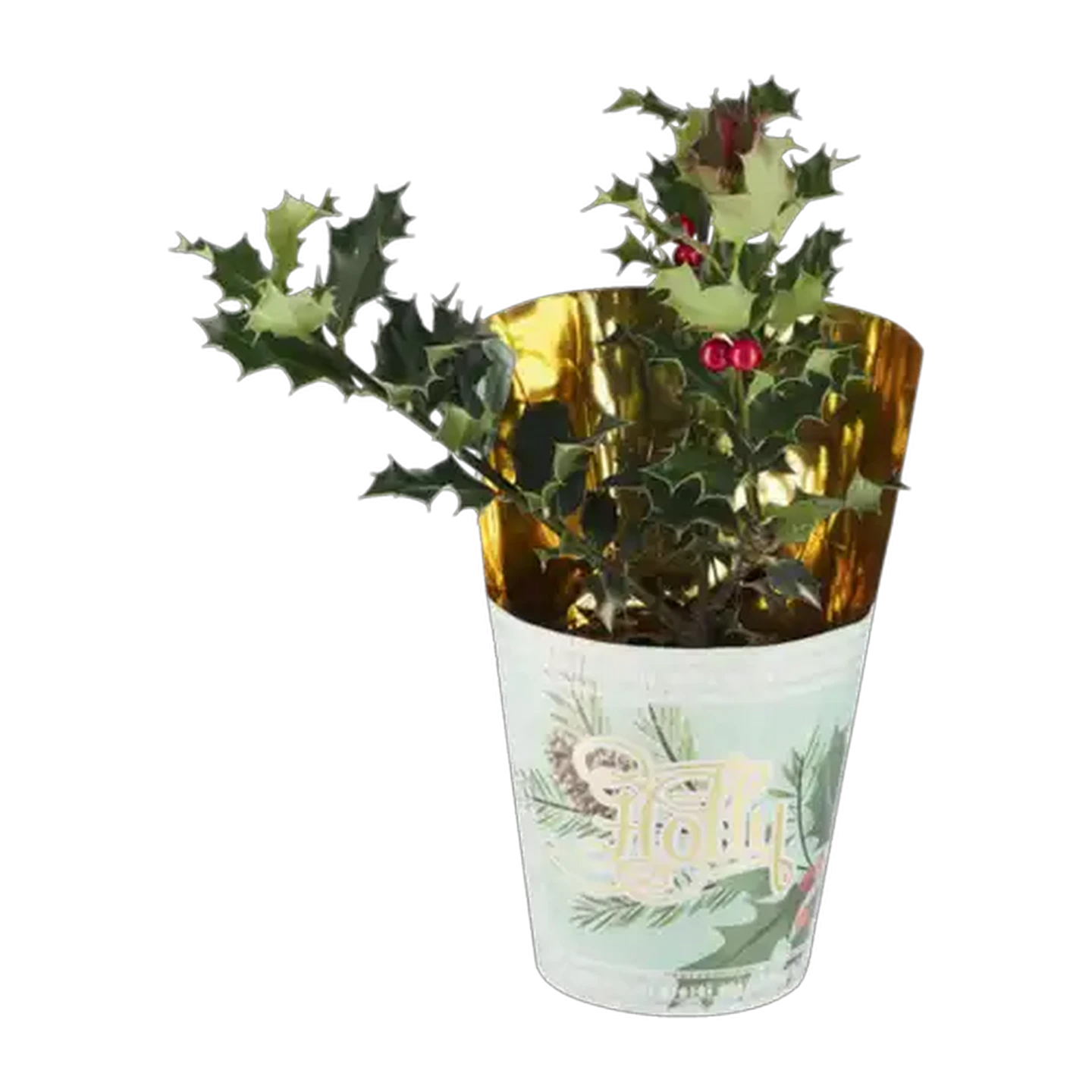Image of Holly Pot Plant 14cm