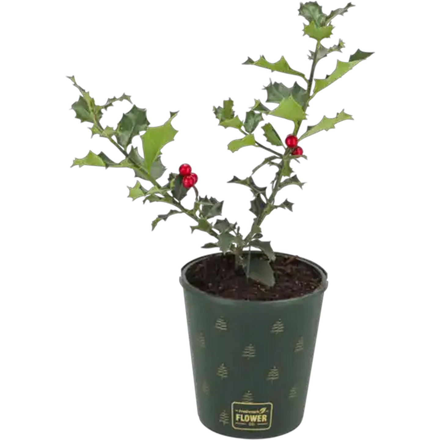 Image of Holly Pot Plant 14cm