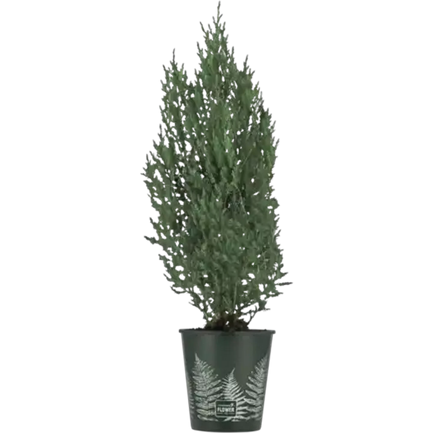 Image of Juniper Pot Plant 19cm