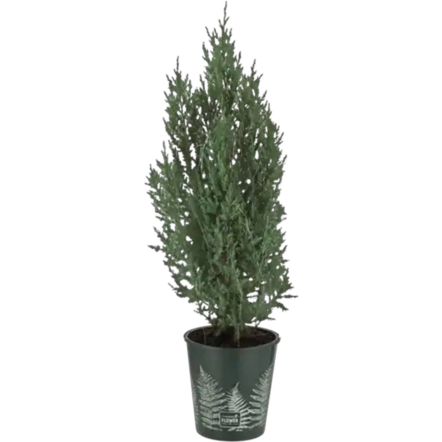 Image of Juniper Pot Plant 19cm