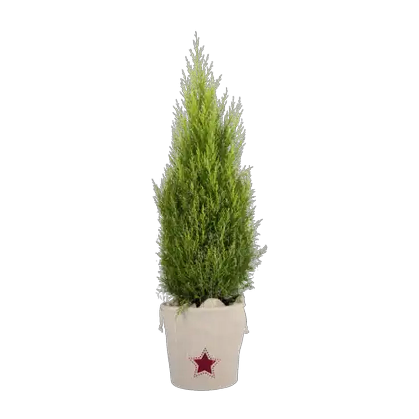 Image of Festive Gold Crest Tree 30cm
