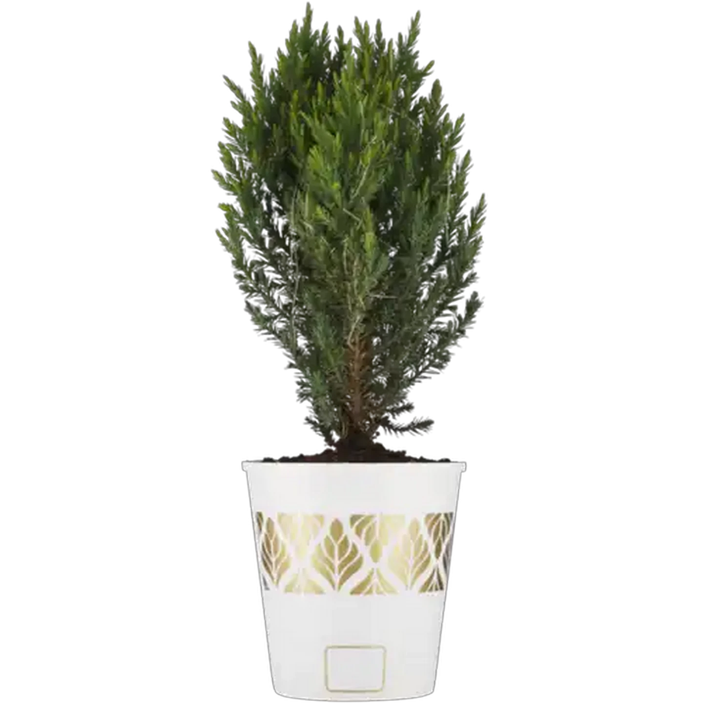 Image of Juniper Tree 14cm