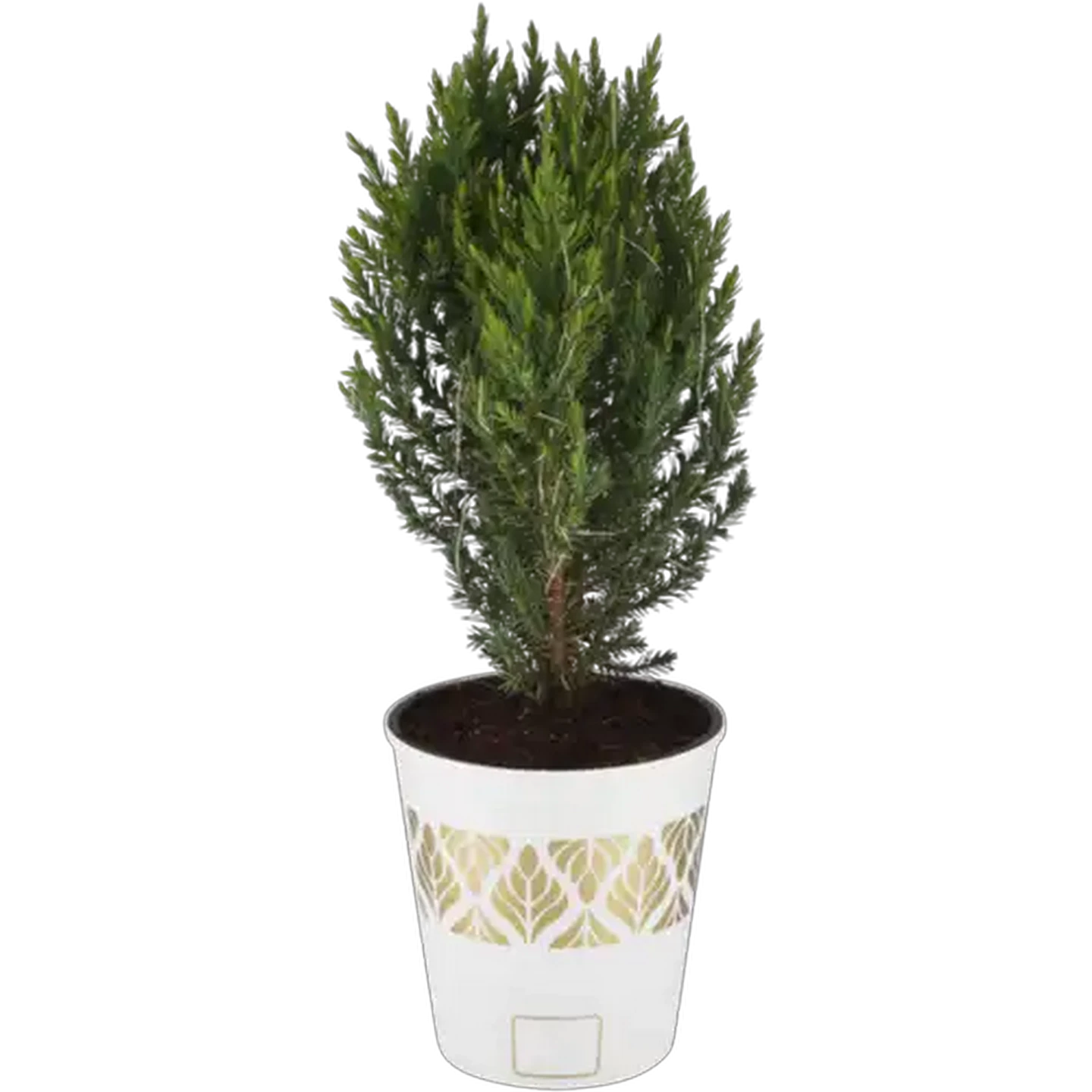 Image of Juniper Tree 14cm