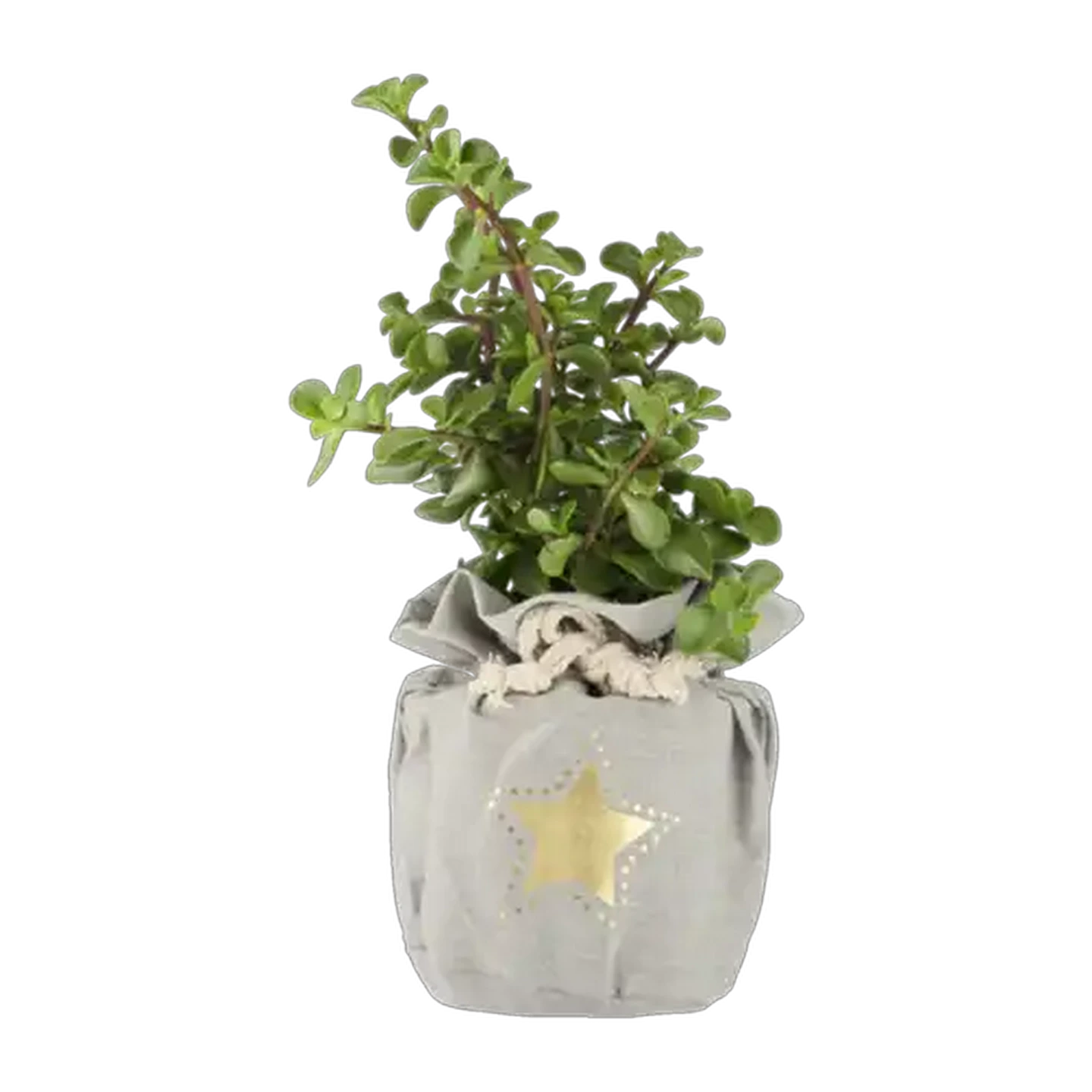 Image of Spekboom Pot Plant