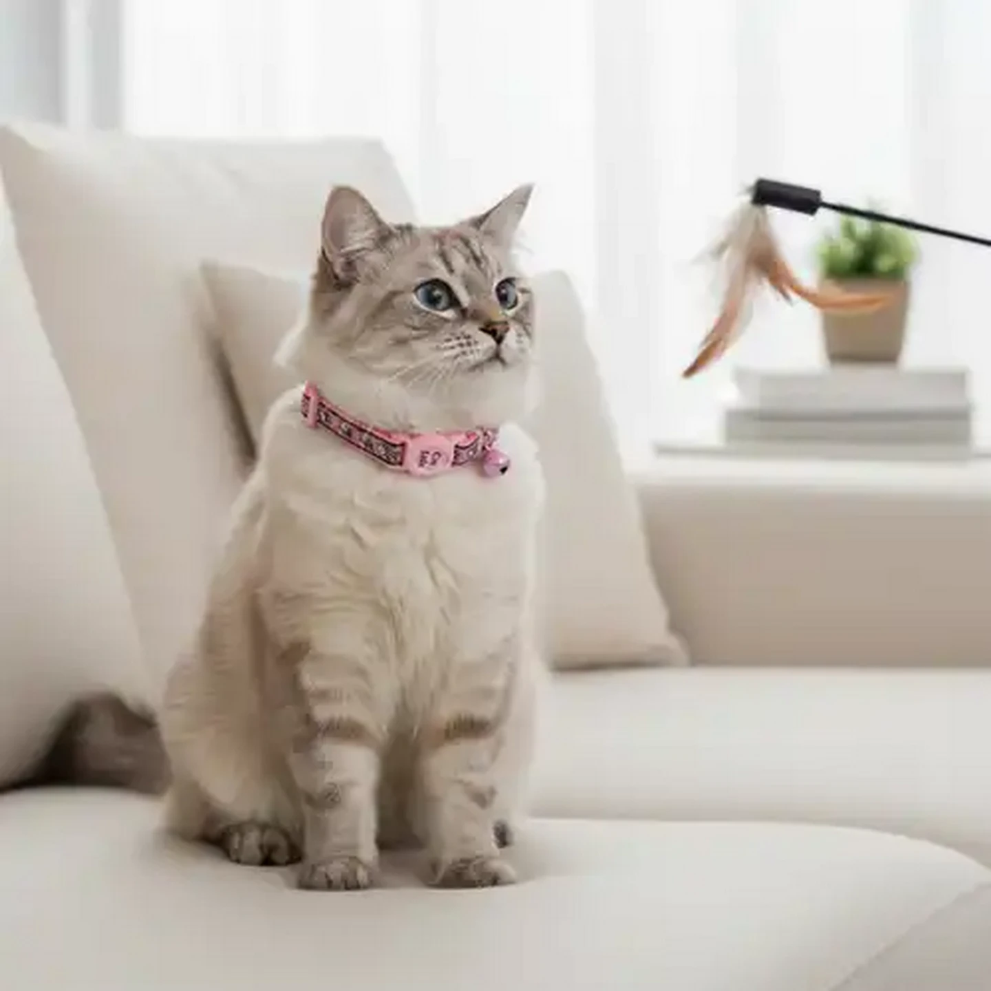 Checkers Sixty60 | Daro Pink & Black Ribbon Pin Buckle Cat Collar