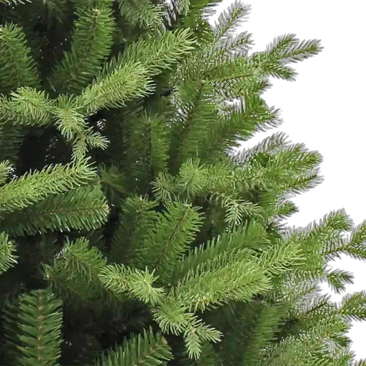 Image of Douglas No.76 Coastal Christmas Tree 2.1m